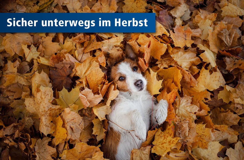 Hund im Herbstlaub